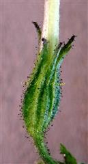  Calyx